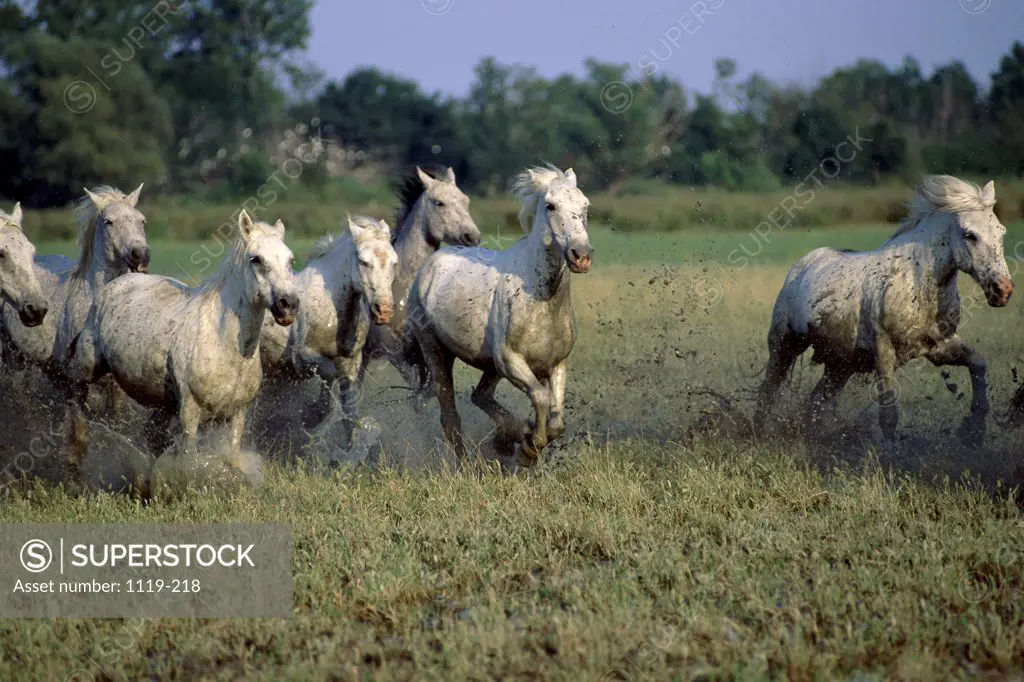 Wild horses running in a field