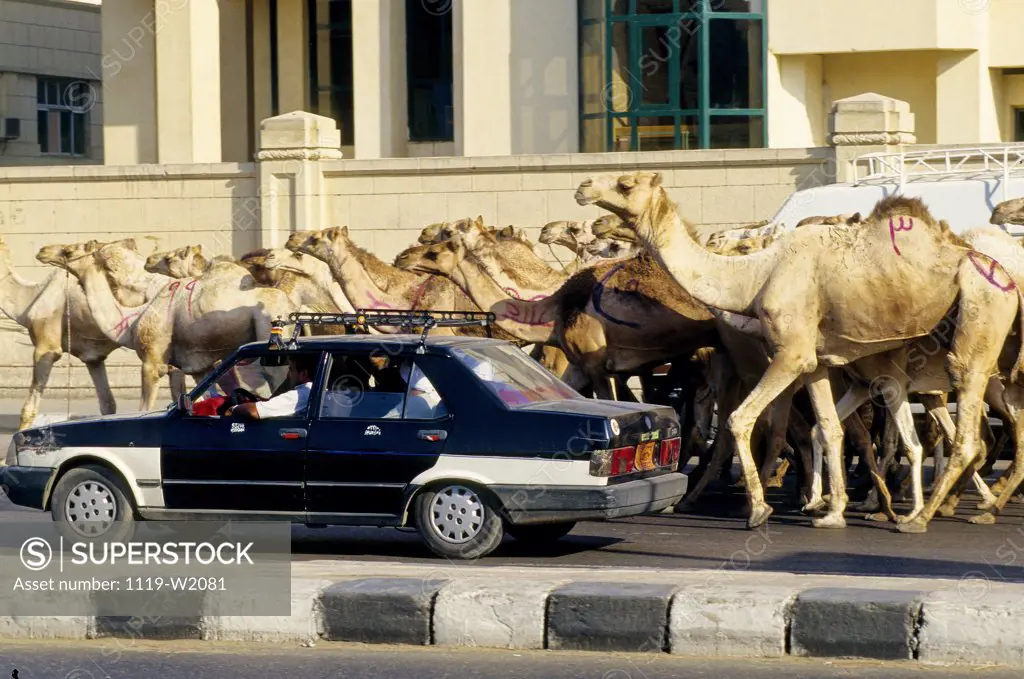 Car in front of a herd of camels on a road, Cairo, Egypt