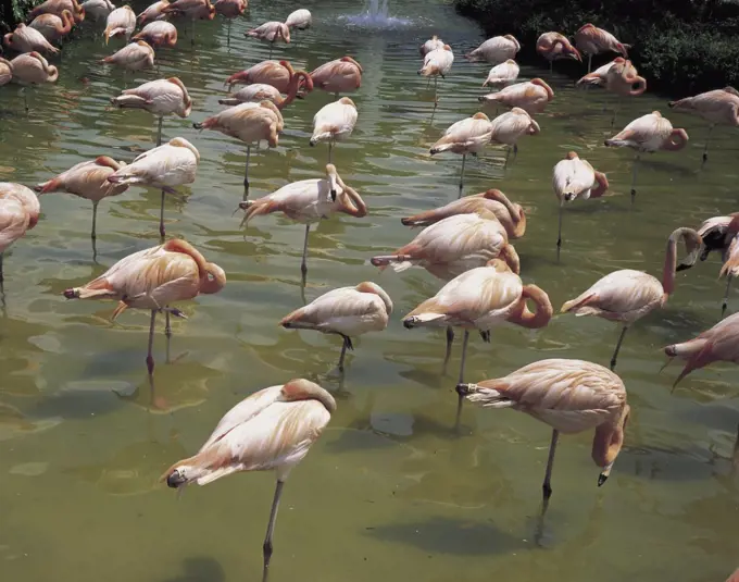 Flamingos Everglades National Park Florida USA 