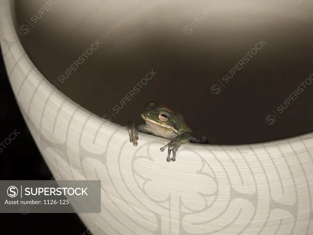 Close-up of a frog peering from inside a bowl