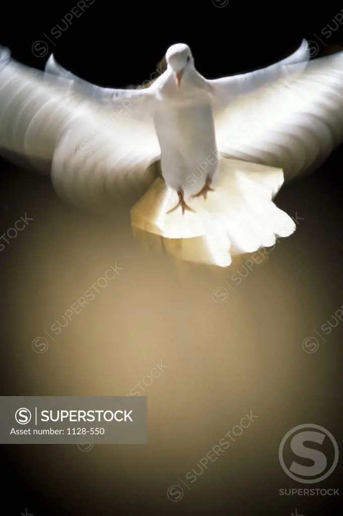 White Dove in flight