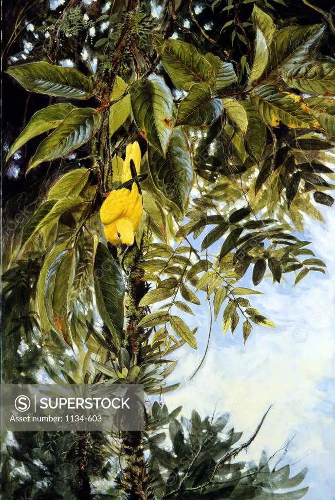 Sun Conure, Columbian Rainforest by Charles Summers, 1993, 20th century, USA, Florida, West Palm Beach, Chisholm Gallery