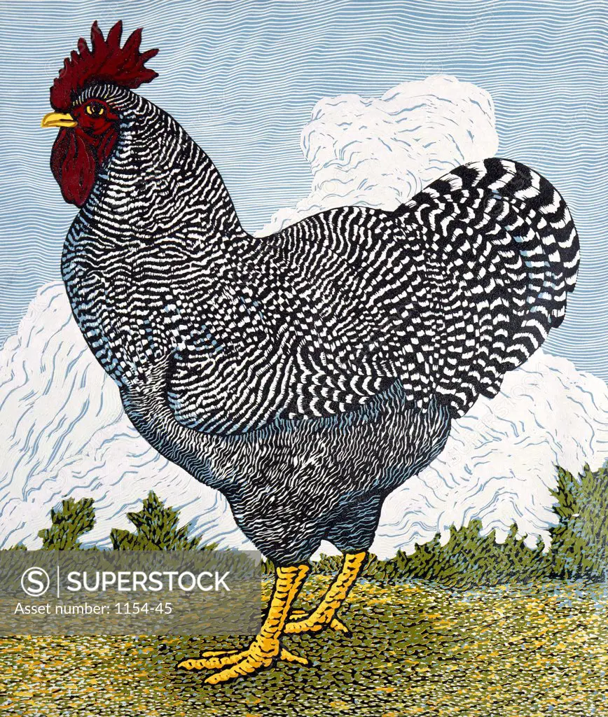 Barred Rock Rooster Barry Wilson (b. 1961 American) 
