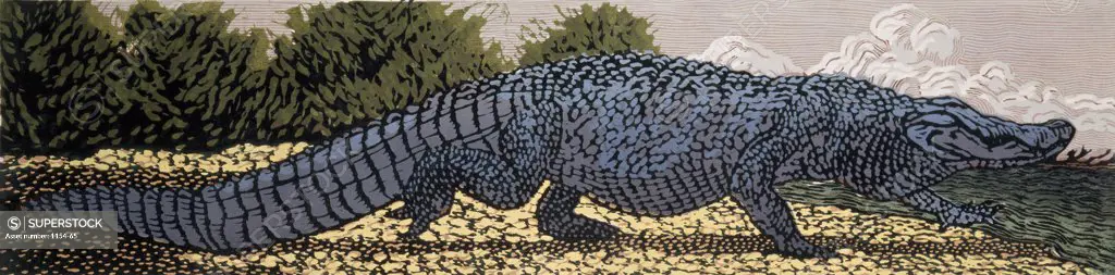 Alligator Barry Wilson (b.1961 American) Woodcut Print