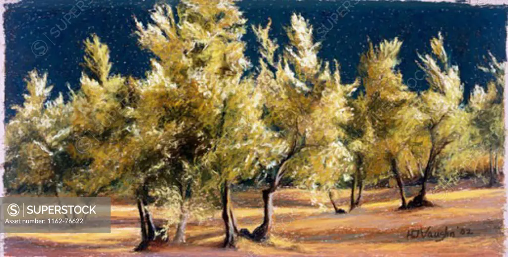 Olive Trees, A Study, 1 2002 Helen J. Vaughn (20th C. American) Pastel On Paper Private Collection