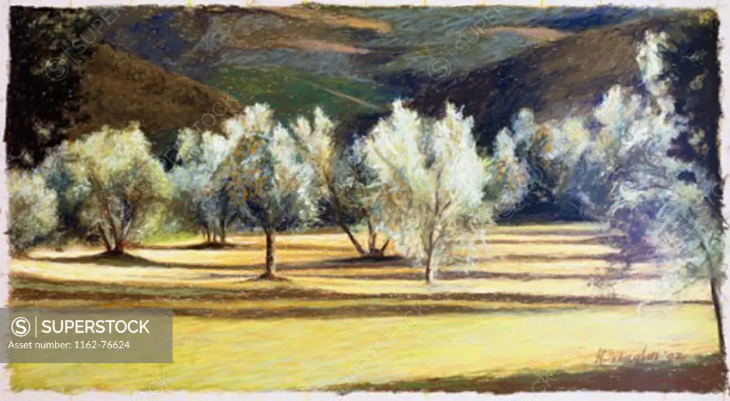 Olive Trees, A Study, 2 2002 Helen J. Vaughn (20th C. American) Pastel On Paper Private Collection