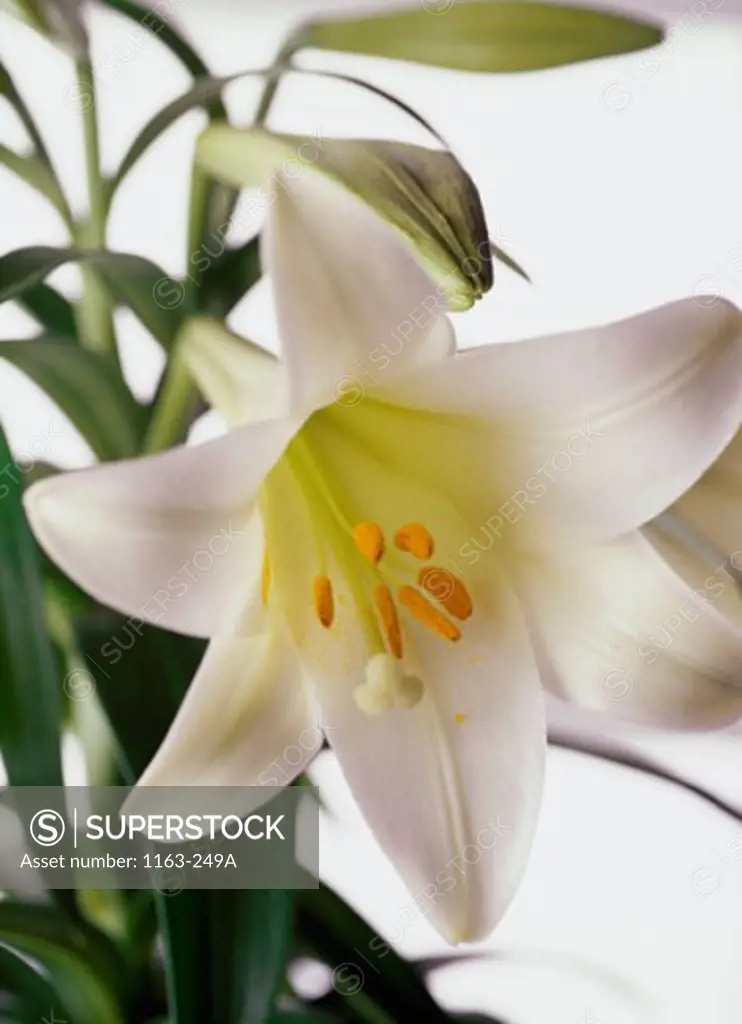 Close-up of an Easter Lily
