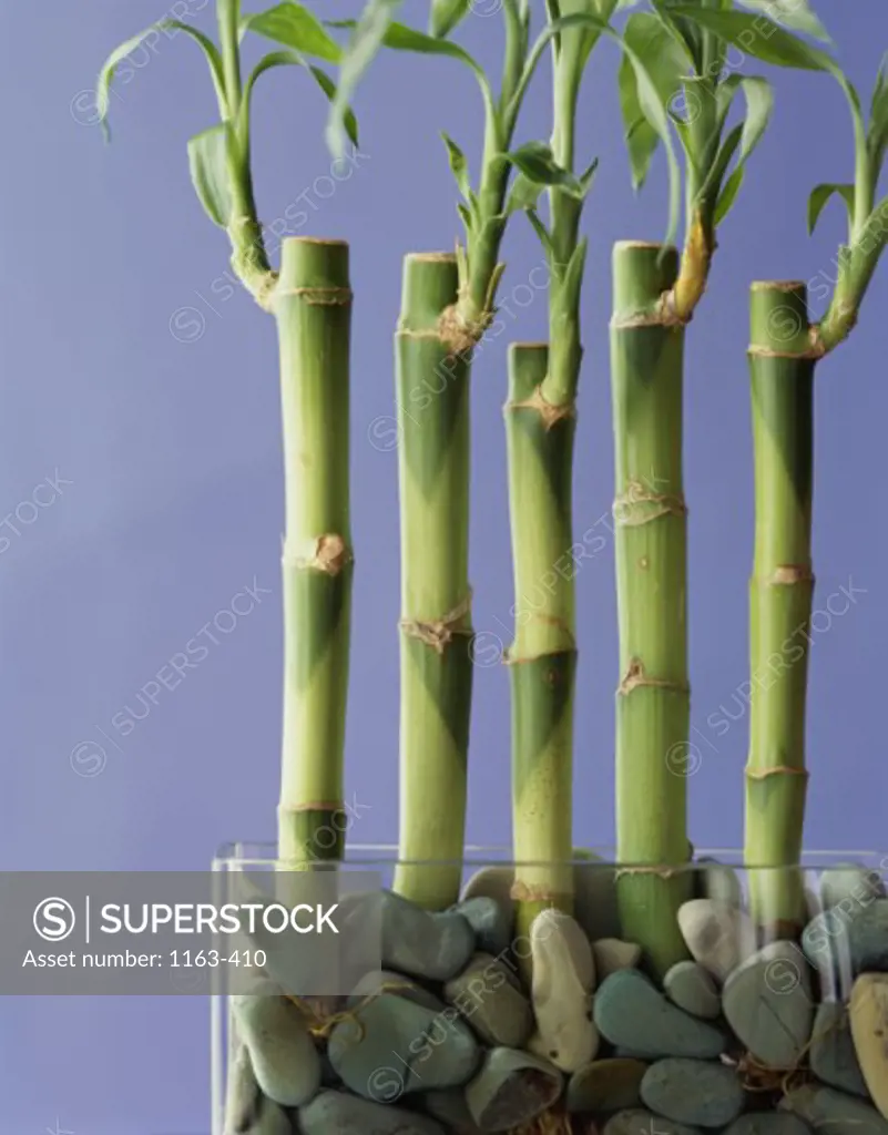 Bamboo Shoots in a glass container