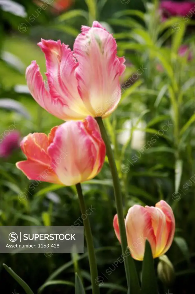 Close-up of a tulips in a garden
