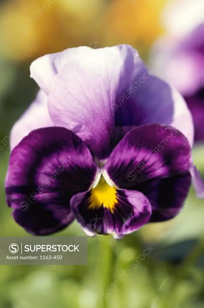 Close-up of a pansy
