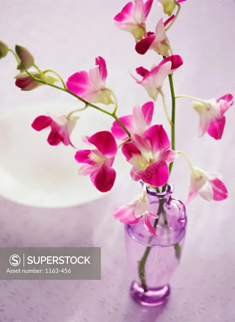 Close-up of orchids in a vase