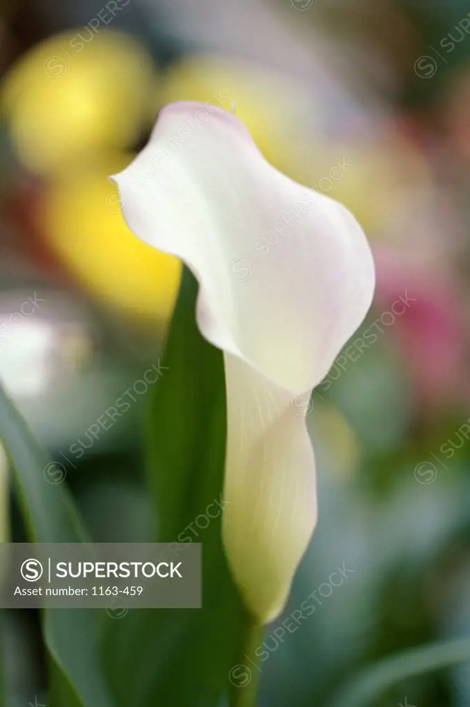 Close-up of a Calla Lily