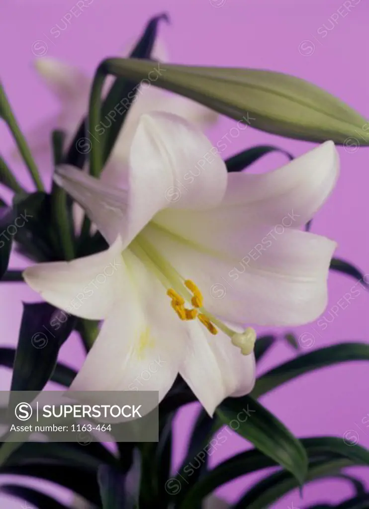 Close-up of an Easter Lily (Lilium longiflorum)