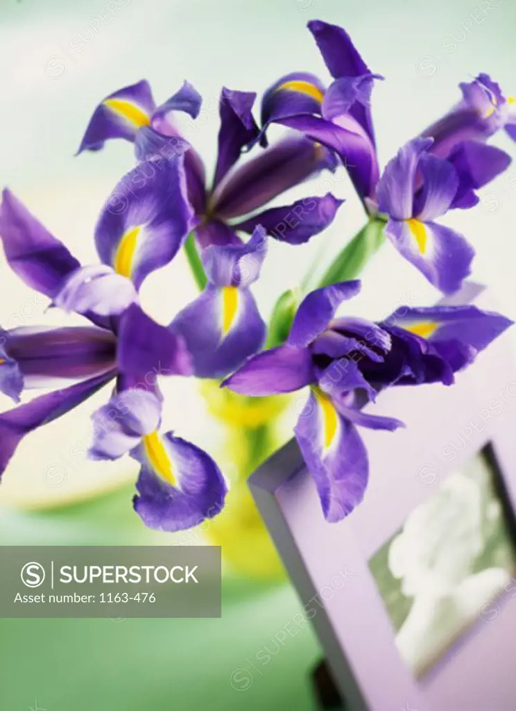Close-up of irises in a vase near a picture frame