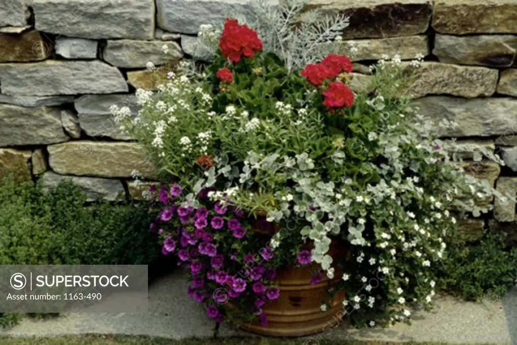 Close-up of a potted plant in front of a stone wall