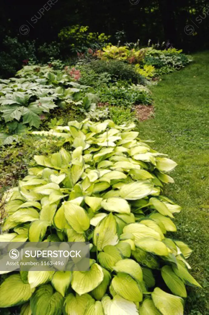 High angle view of green plants in a garden