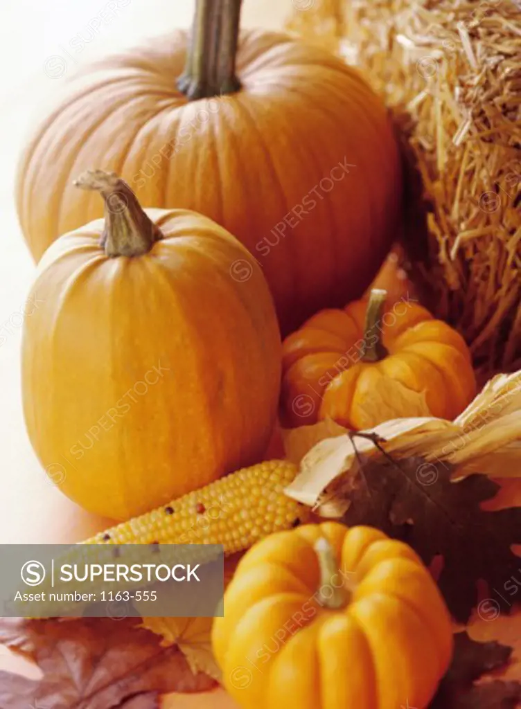 Close-up of pumpkins with a corn on the cob