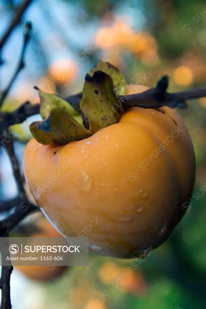 Close-up of a persimmon