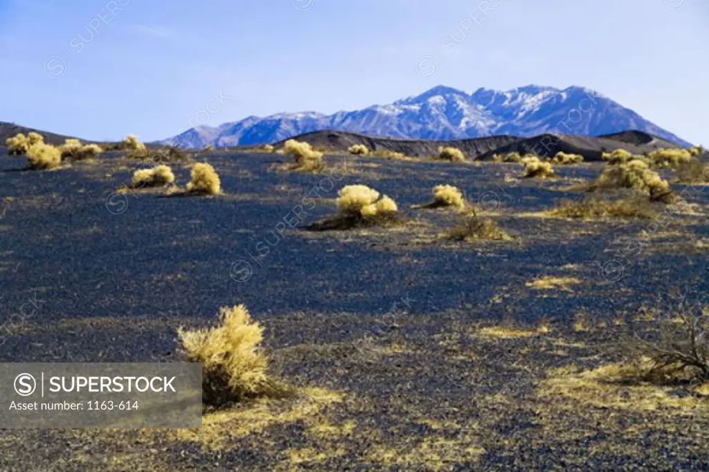 Bushes on a landscape, Death Valley National Park, California, USA