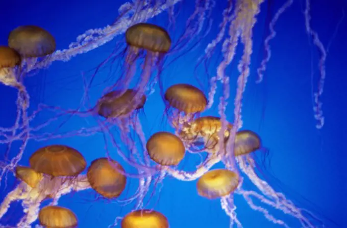 Group of Jellyfish in water