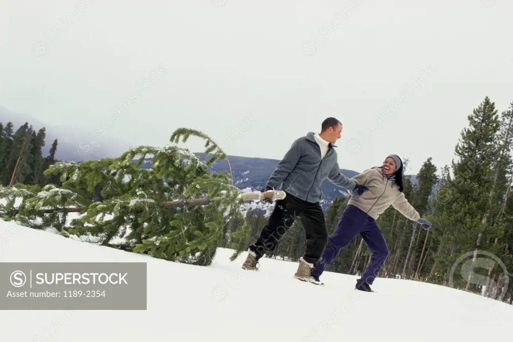 Young couple dragging a fir tree in the snow