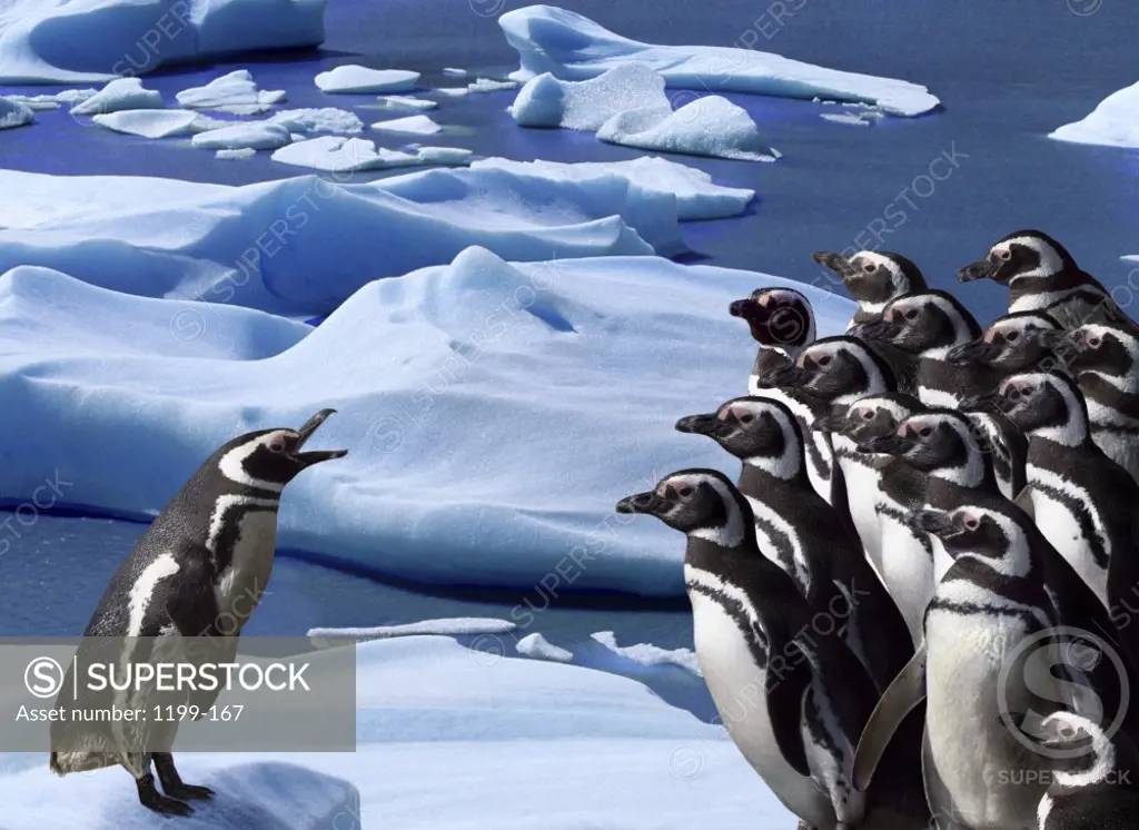 Magellanic Penguins on ice