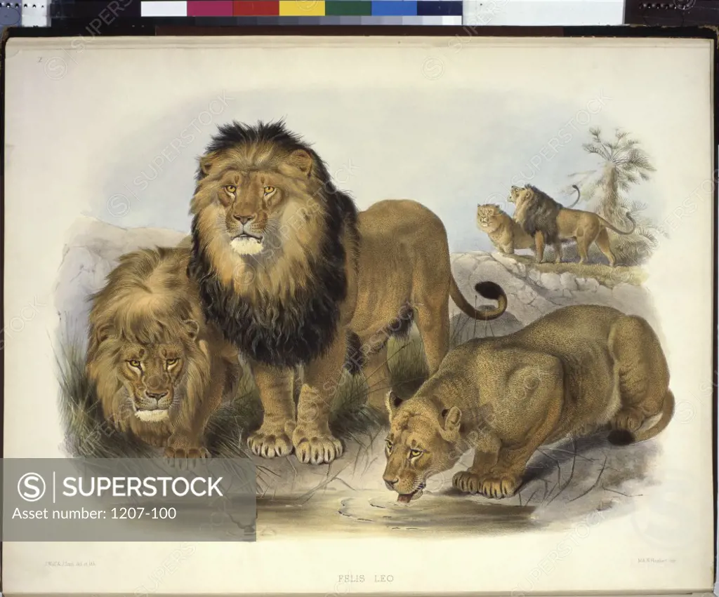 The Lion (Felis Leo) Daniel Giraud Elliot (1835-1915 American) Monograph Academy of Natural Sciences, Philadelphia 