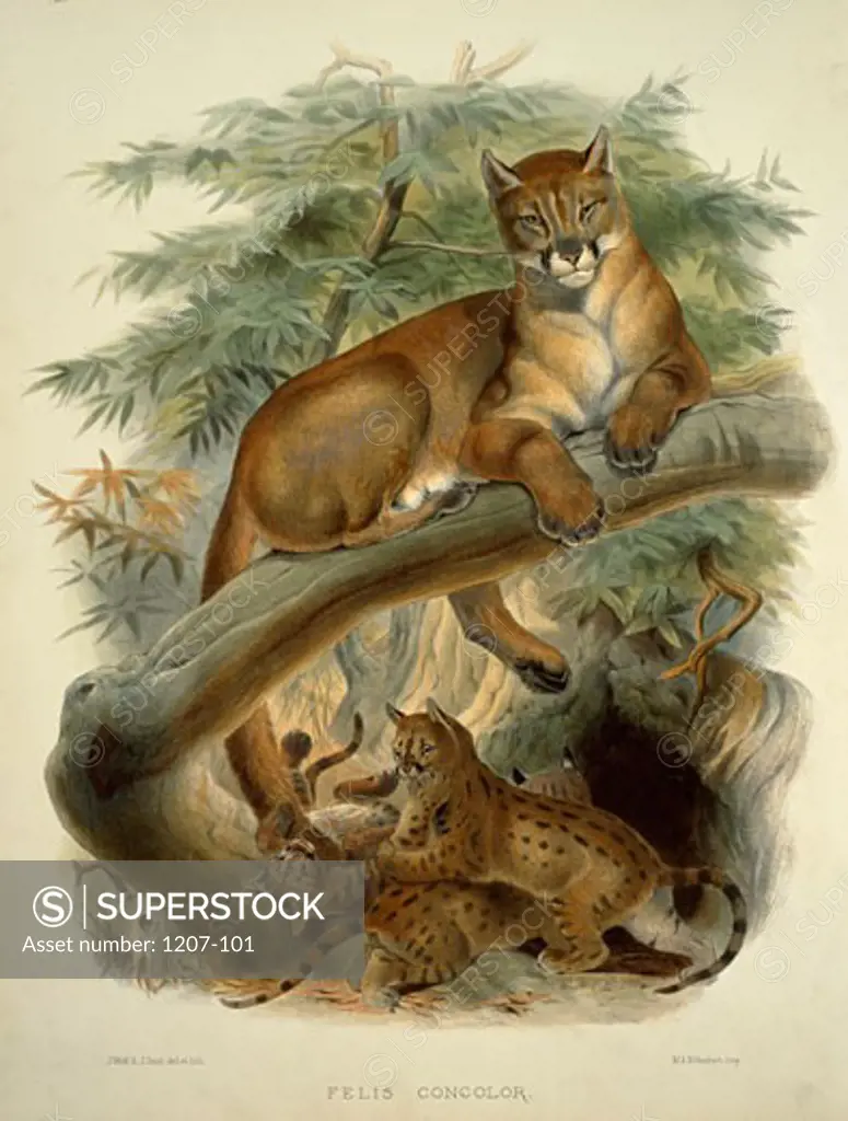 Cougar,  Puma,  Panther and American Lion (Felis Concolor) by Daniel Giraud Elliot,  monograph,  (1835-1915),  USA,  Pennsylvania,  Philadelphia,  Academy of Natural Sciences,  1883