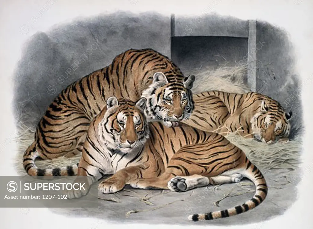 The Tiger (Felis Tigris) 1883 Daniel Giraud Elliot (1835-1915 American) Monograph