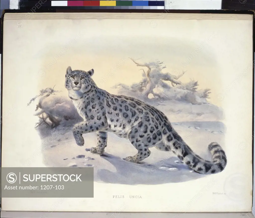 The Snow Leopard Daniel Giraud Elliot (1835-1915 American)Monograph Academy of Natural Sciences, Philadelphia