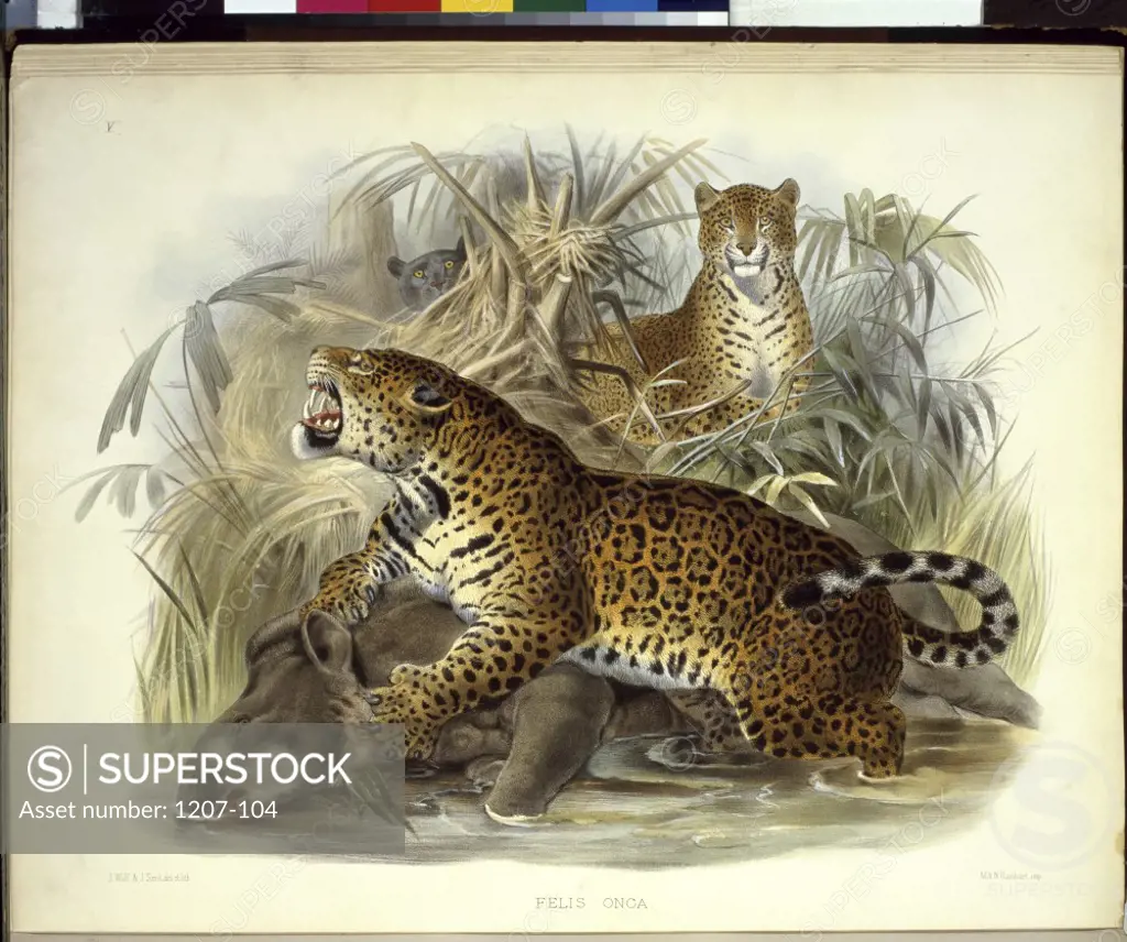 The Jaguar (Felis Onca) Daniel Giraud Elliot (1835-1915 American) Monograph Academy of Natural Sciences, Philadelphia