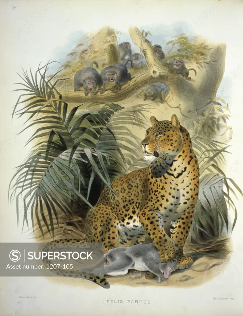 Panther or Leopard (Felis Pardus) 1883 Daniel Giraud Elliot (1835-1915 American)Monograph Academy of Natural Sciences, Philadelphia, USA