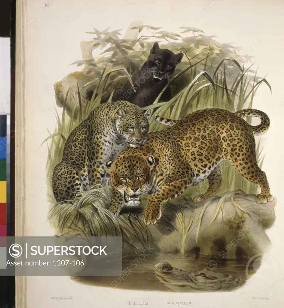 Panther or Leopard (Felis Pardus) 1883 Daniel Giraud Elliot (1835-1915 American)Monograph Academy of Natural Sciences, Philadelphia USA