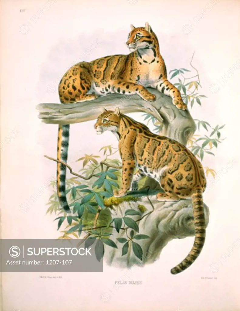The Clouded Tiger (Felis Diardi) 1883 Daniel Giraud Elliot (1835-1915 American) Monograph Academy of Natural Sciences, Philadelphia USA