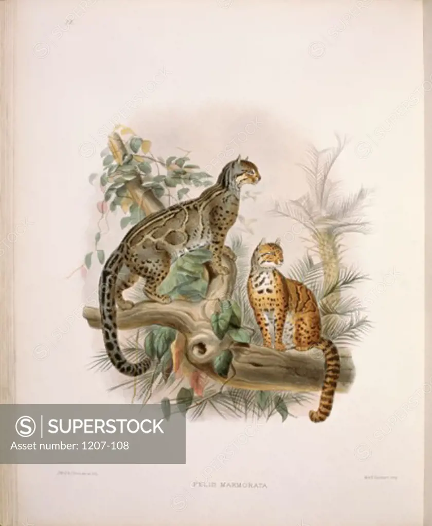 The Little Marbled Tiger (Felis Marmorata) 1883 Daniel Giraud Elliot (1835-1915 American) Monograph Academy of Natural Sciences, Philadelphia USA