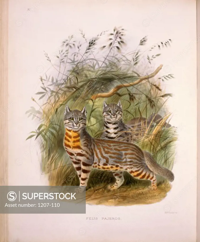 Pampas Cat (Felis Pajeros) 1883 Daniel Giraud Elliot (1835-1915 American) Monograph Academy of Natural Sciences, Philadelphia USA