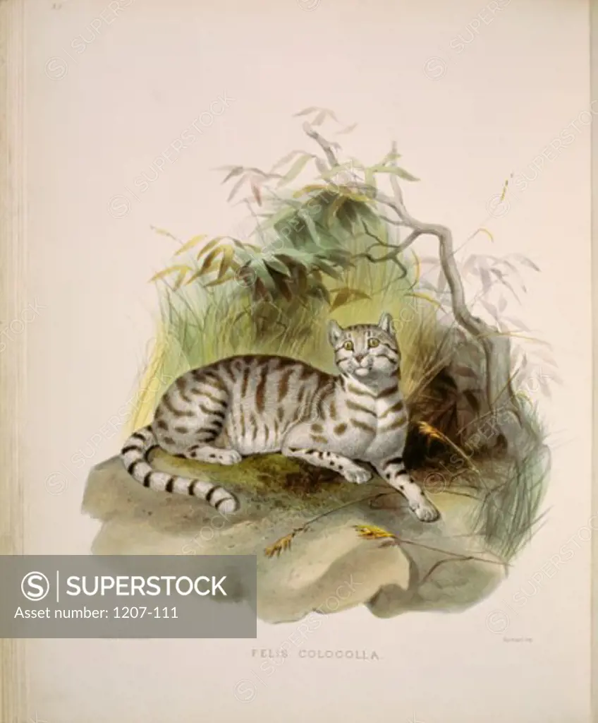 Molina's Guiana Cat (Felis Colocolla) 1883 Daniel Giraud Elliot (1835-1915 American) Monograph Academy of Natural Sciences, Philadelphia USA