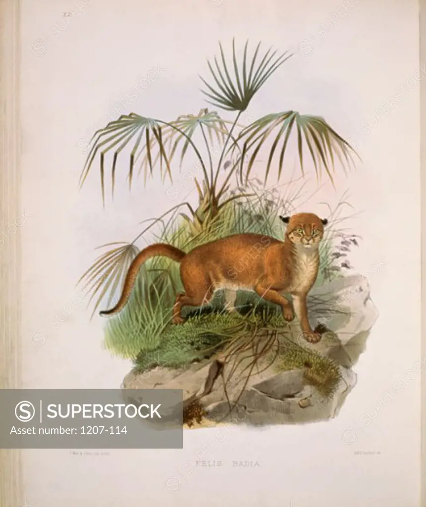 The Bornean Red Cat (Felis Badia) 1883 Daniel Giraud Elliot (1835-1915 American) Monograph Academy of Natural Sciences, Philadelphia USA