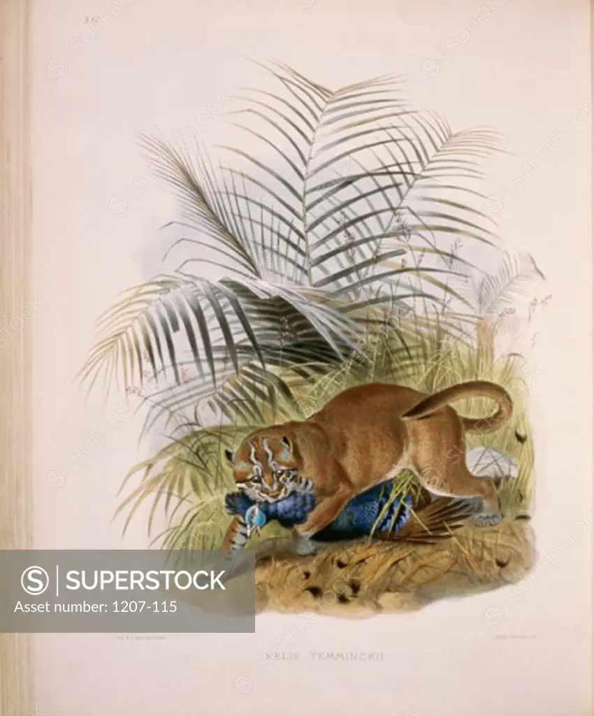 Temminck's Golden Cat (Felis Temminckii) 1883 Daniel Giraud Elliot (1835-1915 American) Monograph Academy of Natural Sciences, Philadelphia USA