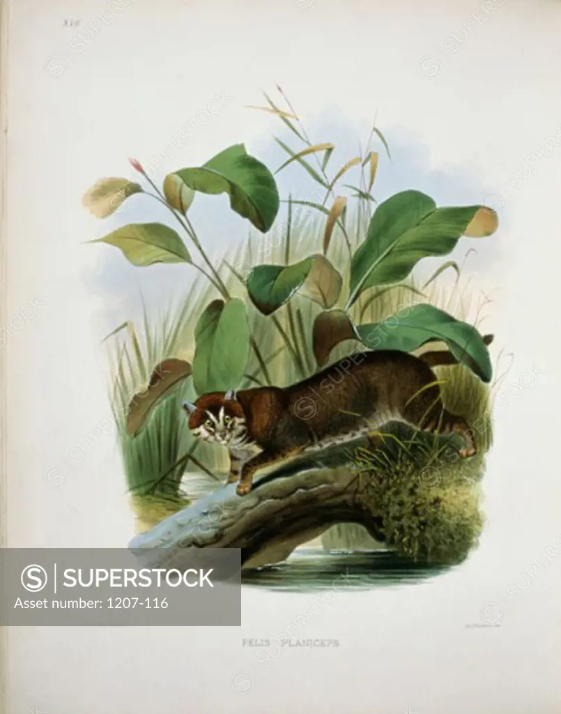 The Little Malayan Red Cat (Felis Planiceps) 1883 Daniel Giraud Elliot (1835-1915 American)Monograph Academy of Natural Sciences, Philadelphia USA