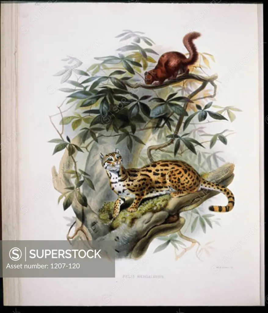 Bengal Leopard Cat (Felis Bengalensis) 1883 Daniel Giraud Elliot (1835-1915 American) Monograph Academy of Natural Sciences, Philadelphia USA