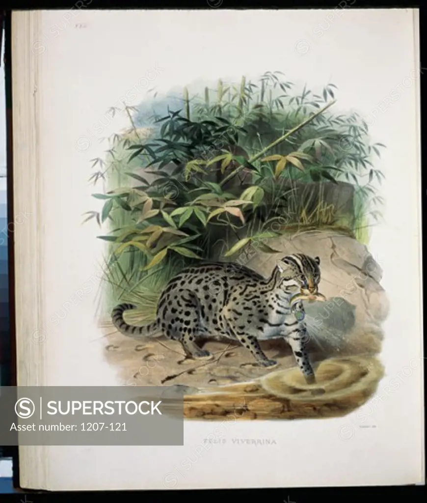 The Fishing Cat (Felis Viverrina) 1883 Daniel Giraud Elliot (1835-1915 American) Monograph Academy of Natural Sciences, Philadelphia USA