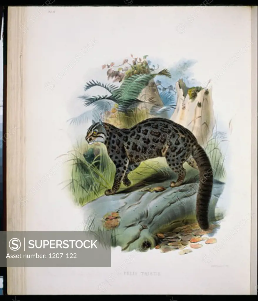 Fontainier's Spotted Cat (Felis Tristis) 1883 Daniel Giraud Elliot (1835-1915 American) Monograph Academy of Natural Sciences, Philadelphia USA