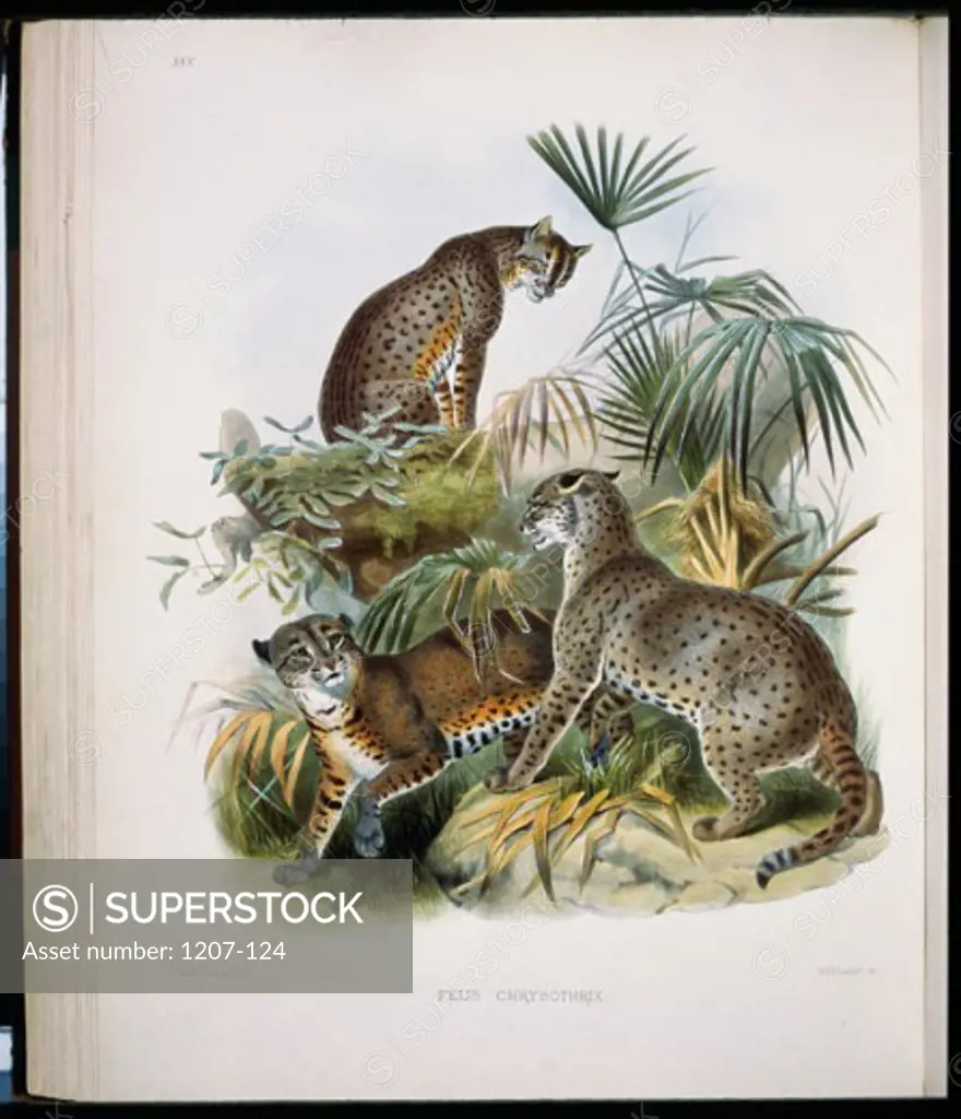 African Golden Cat (Felis Chrysothrix) 1883 Daniel Giraud Elliot (1835-1915 American) Monograph Academy of Natural Sciences, Philadelphia USA