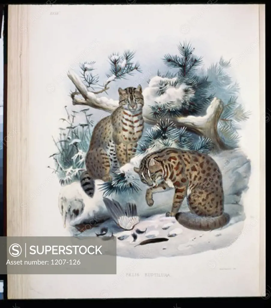 Bushy-Tailed Red Spotted Cat (Felis Euptilura) 1883 Daniel Giraud Elliot (1835-1915 American) Monograph Academy of Natural Sciences, Philadelphia USA