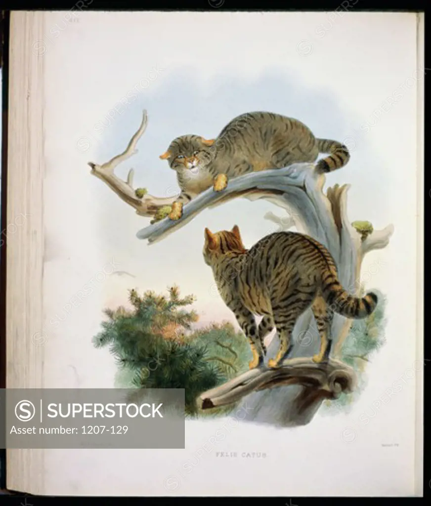 The European Wild Cat (Felis Catus)  1883 Daniel Girard Elliot (19th C./American) Monograph Academy of Natural Sciences, Philadelphia USA