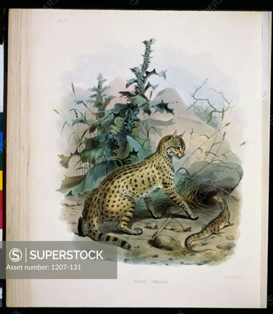 The Desert Cat (Felis Ornata) 1883 Daniel Giraud Elliot (1835-1915 American) Monograph Academy of Natural Sciences, Philadelphia USA