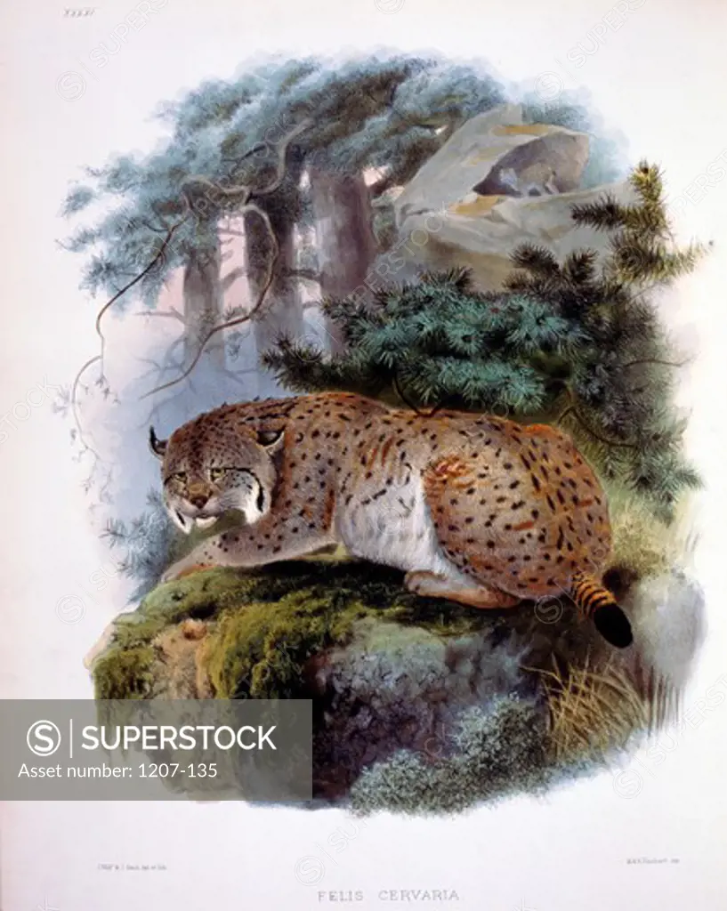 The Siberian Lynx (Felis Cervaria) by Daniel Giraud Elliot,  monograph,  (1835-1915),  USA,  Pennsylvania,  Philadelphia,  Academy of Natural Sciences,  1883