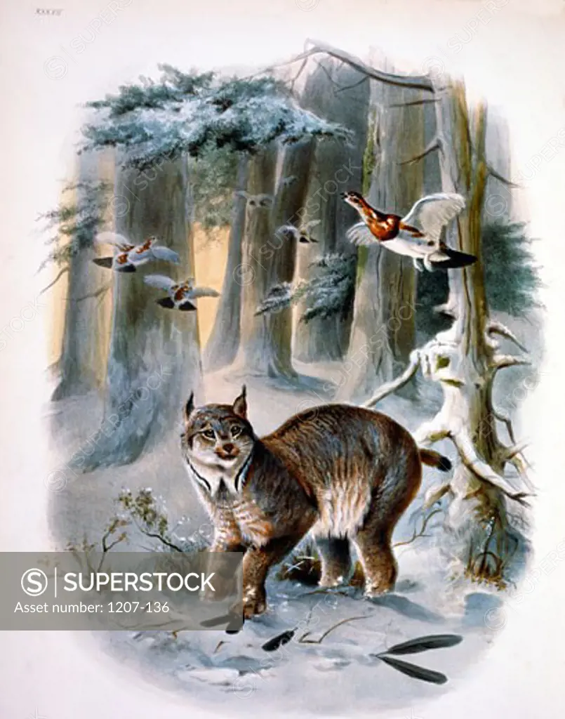 The Northern Lynx (Felis Canadensis) by Daniel Giraud Elliot,  monograph,  (1835-1915),  USA,  Pennsylvania,  Philadelphia,  Academy of Natural Sciences,  1883