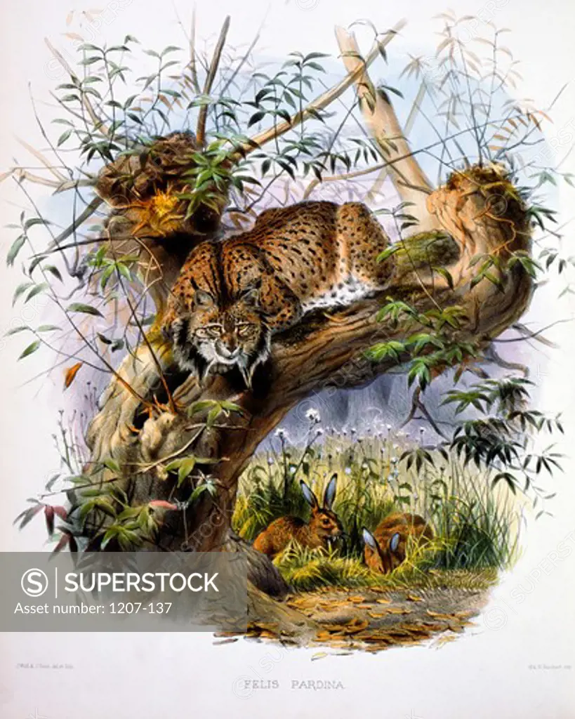 The Spanish Lynx (Felis Pardina) by Daniel Giraud Elliot,  monograph,  (1835-1915),  USA,  Pennsylvania,  Philadelphia,  Academy of Natural Sciences,  1883